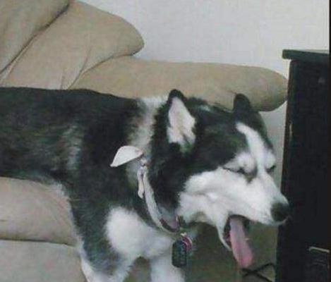 狗狗呕吐的原因有哪些,狗狗呕吐白色粘液的原因有哪些