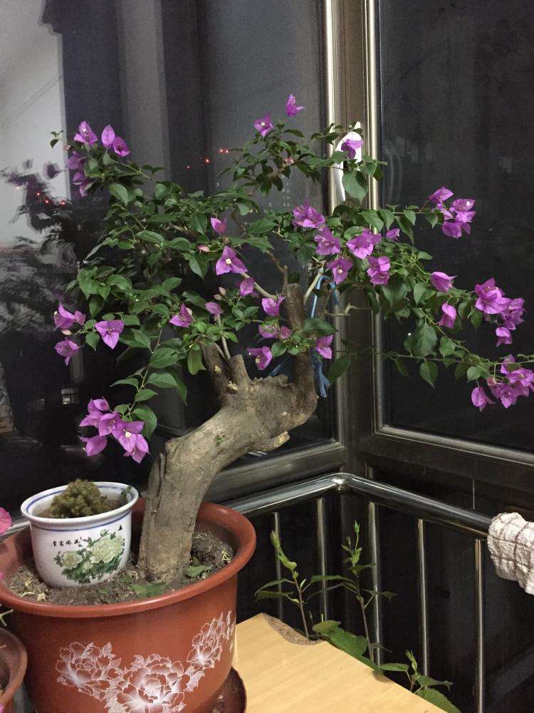 三角梅扦插后新芽黑掉了,三角梅扦插一直泡水会坏吗