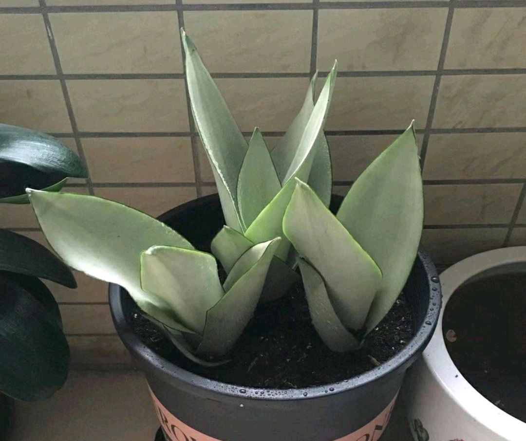 虎皮兰冬季叶子发软怎么回事,虎皮兰冬天叶子变软怎么办