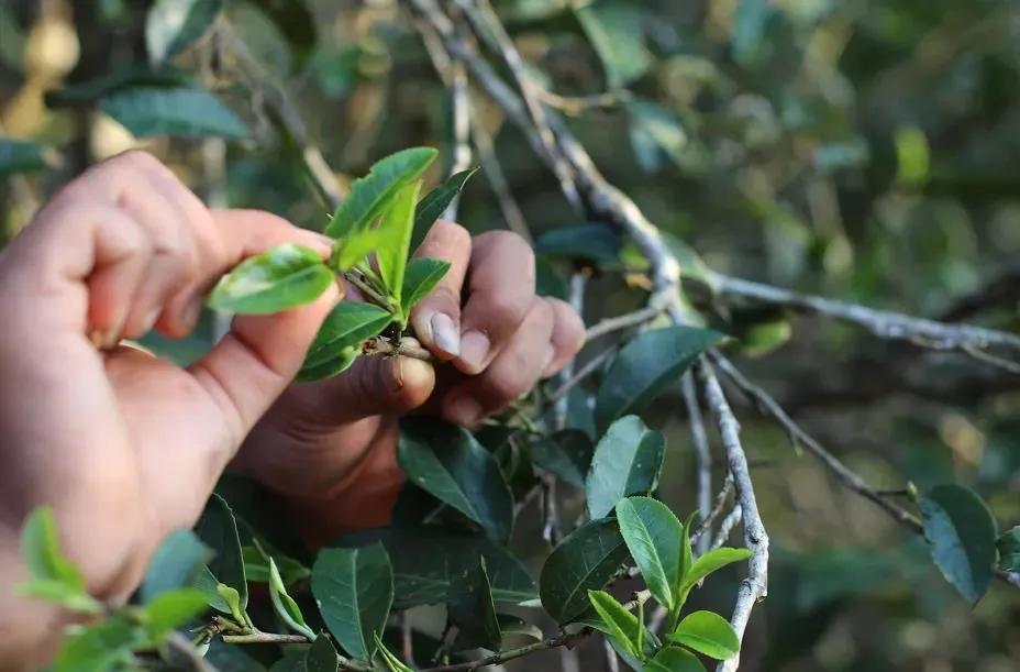 胃胀肠胃弱喝什么茶才舒服,胃胀喝什么茶能快速解决