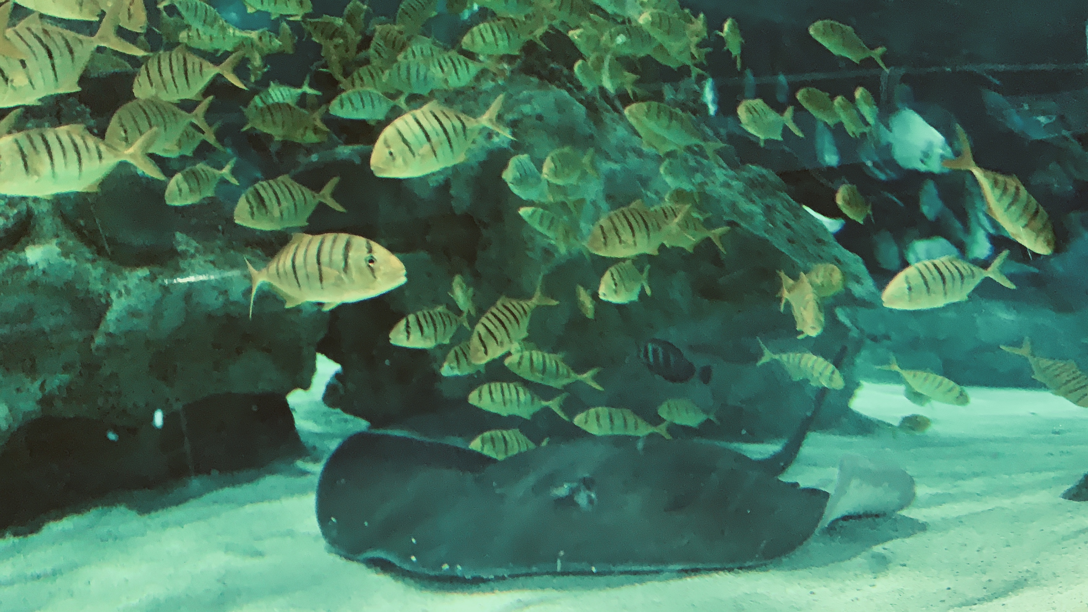 抓住10月份的尾巴,工体富国海底世界游玩攻略