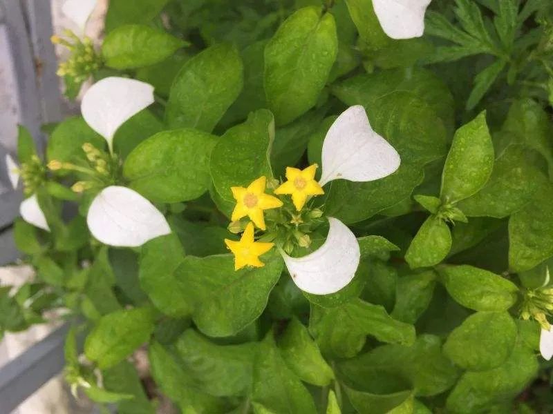 绿植长出白斑点,长叶片有白色条纹的绿植