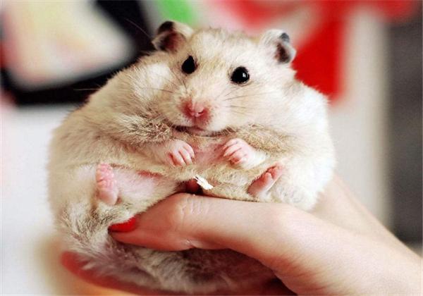 仓鼠冬眠需要关注些什么,仓鼠怎么能避免伪冬眠