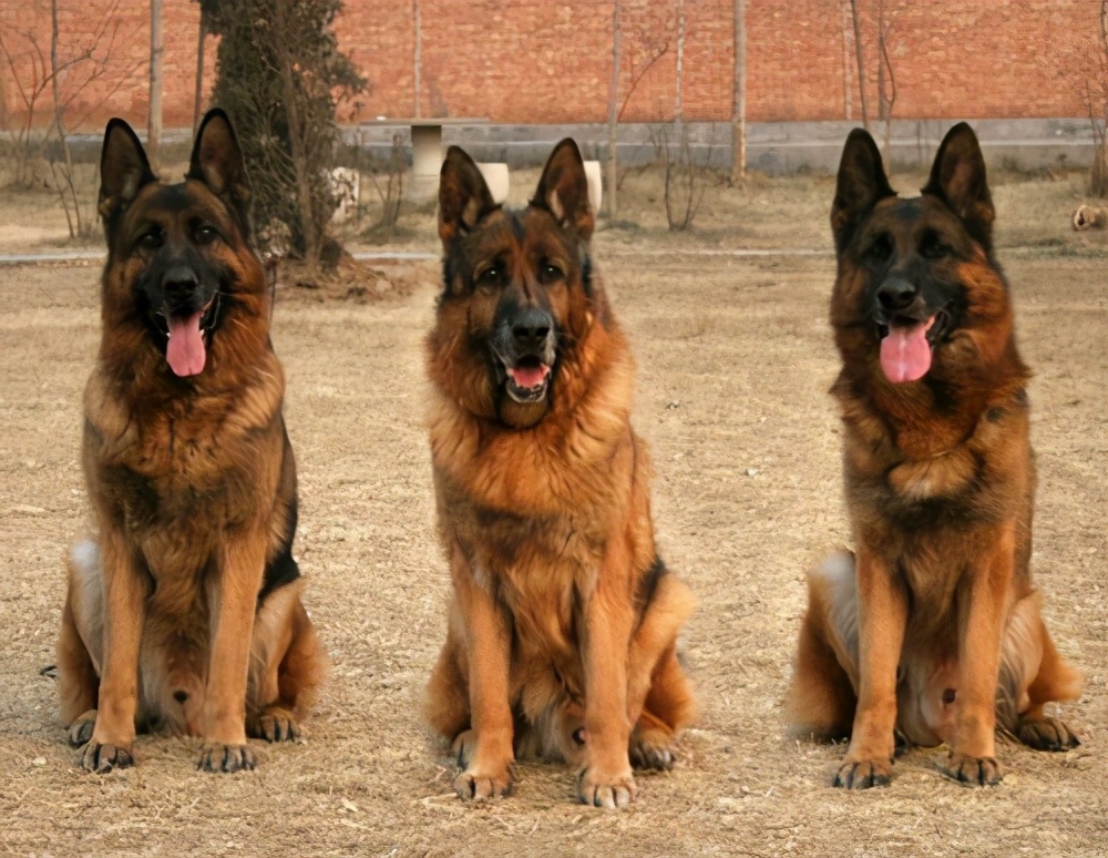 德牧价格高低不一，其实都是这些因素造成的