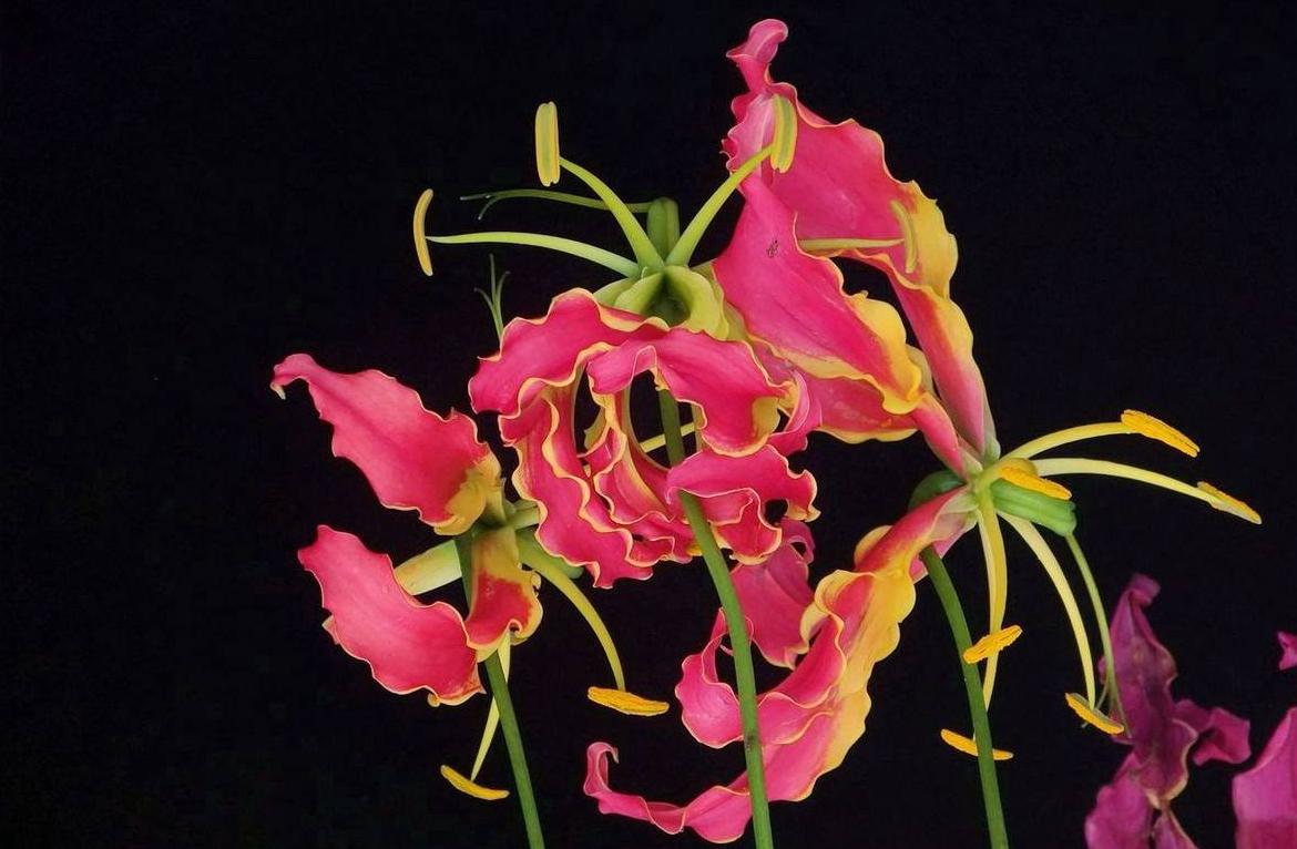 七夕还在送花？来个新玩法，带她去看世界上最昂贵的10种花