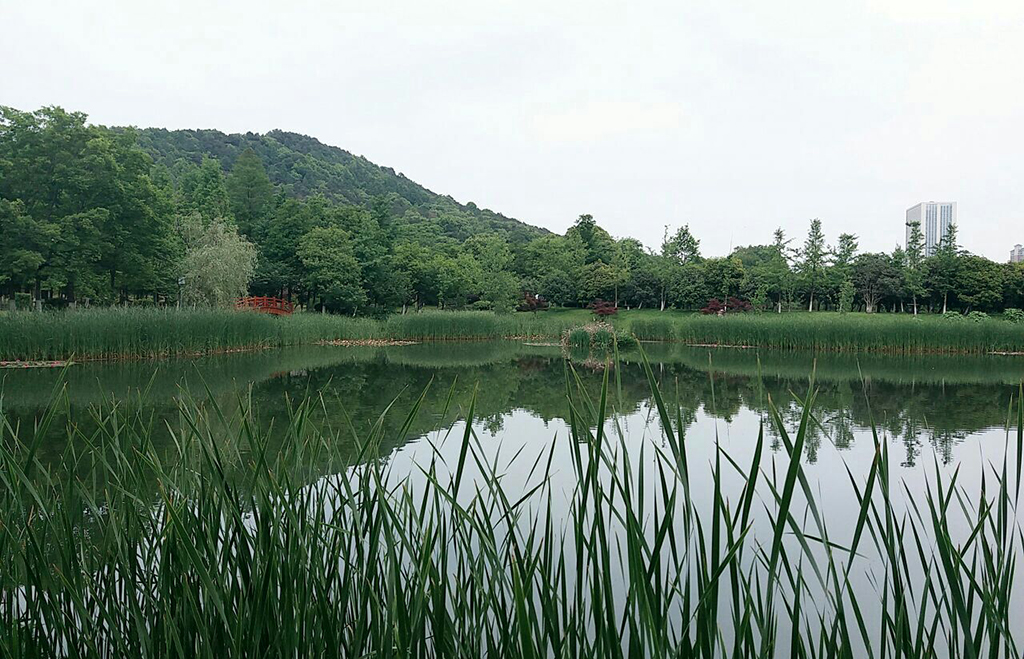 武汉踏青免费烧烤的自然景区,武汉马鞍山森林公园露营地推荐