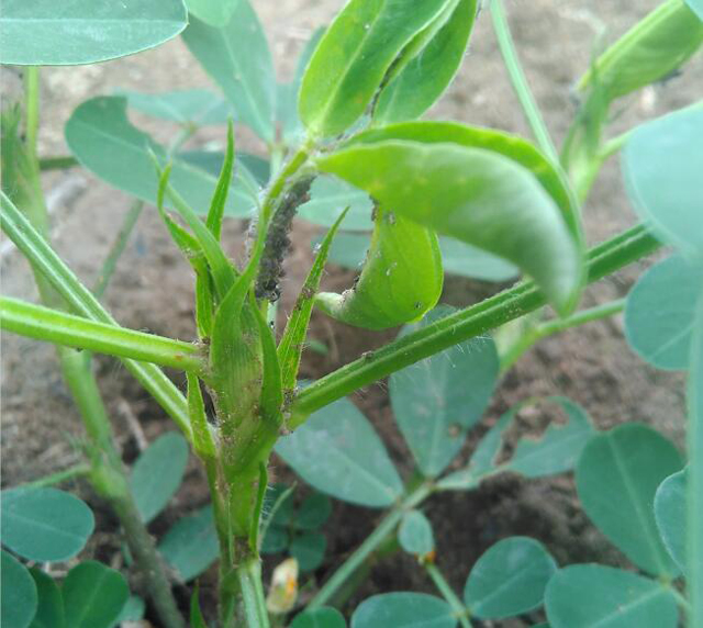 种花生会长什么虫,花生地里长的大白虫子怎么办