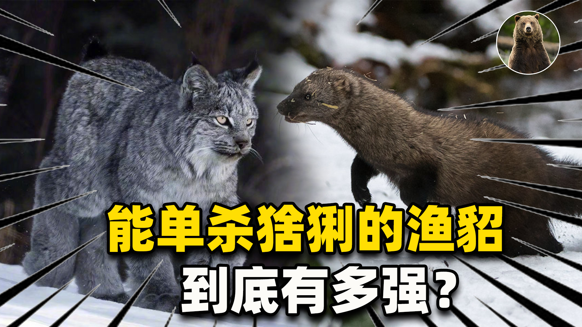 加拿大猞猁和渔貂的战绩对比,生擒东北虎视频
