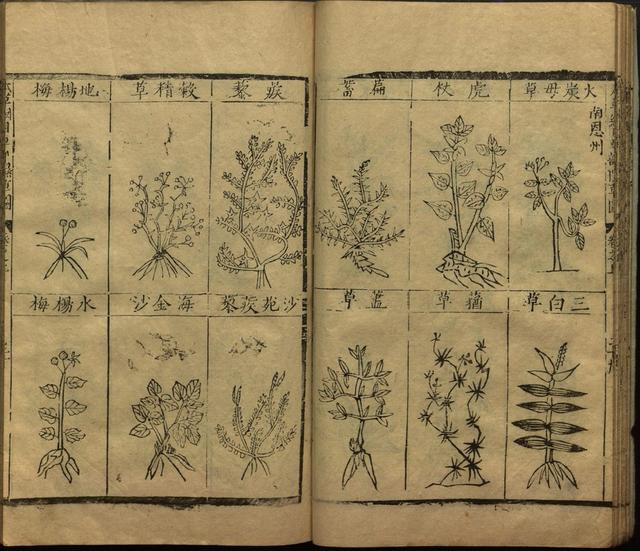 本草纲目中插图是李时珍画的吗,本草纲目李时珍插图
