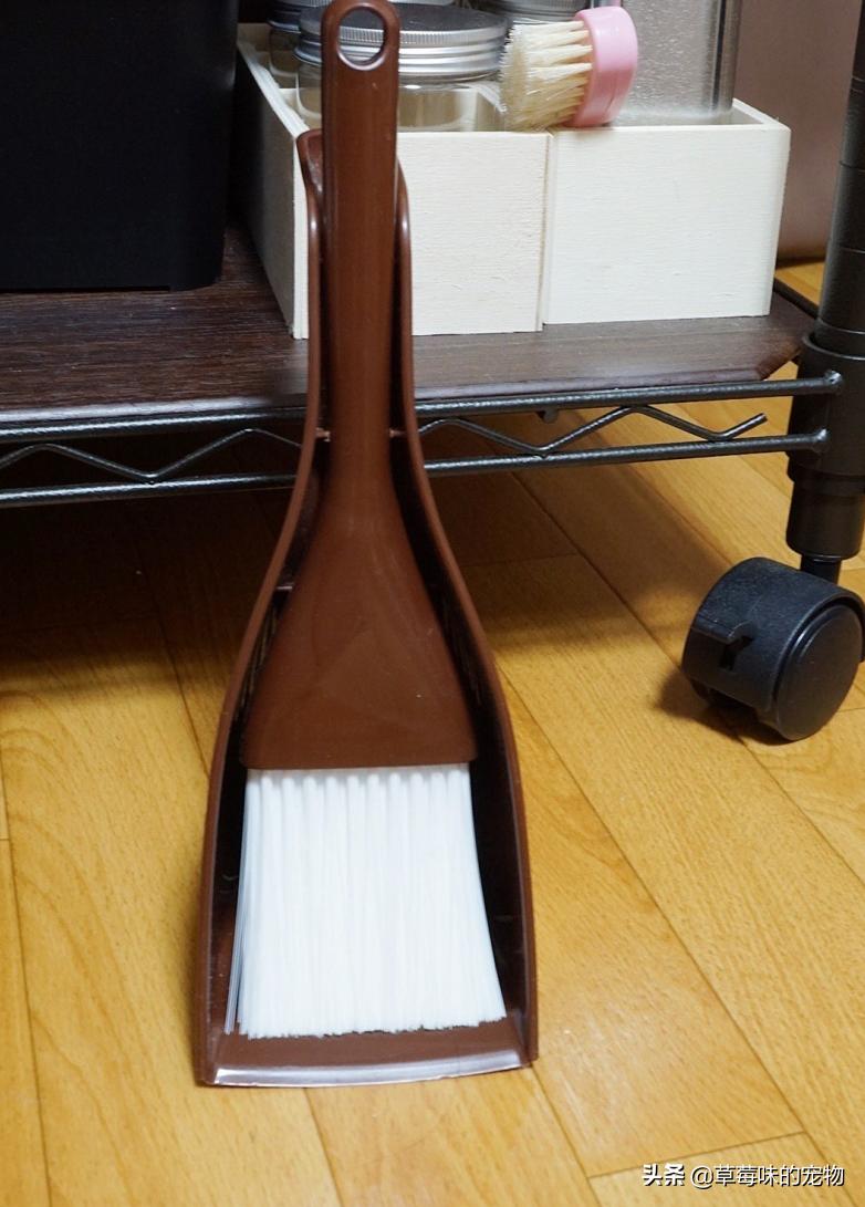 仓鼠在室内丢了怎么找到它,仓鼠失踪