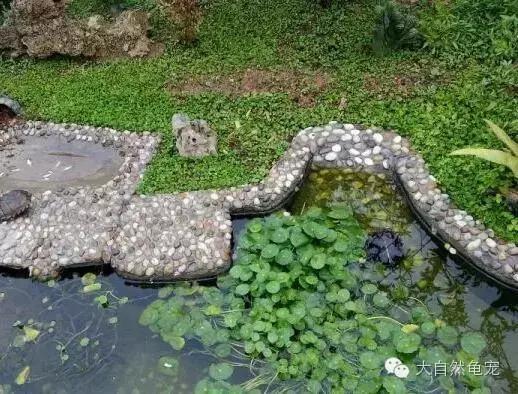 想养龟有什么讲究,想养陆龟你需要关注的十件事