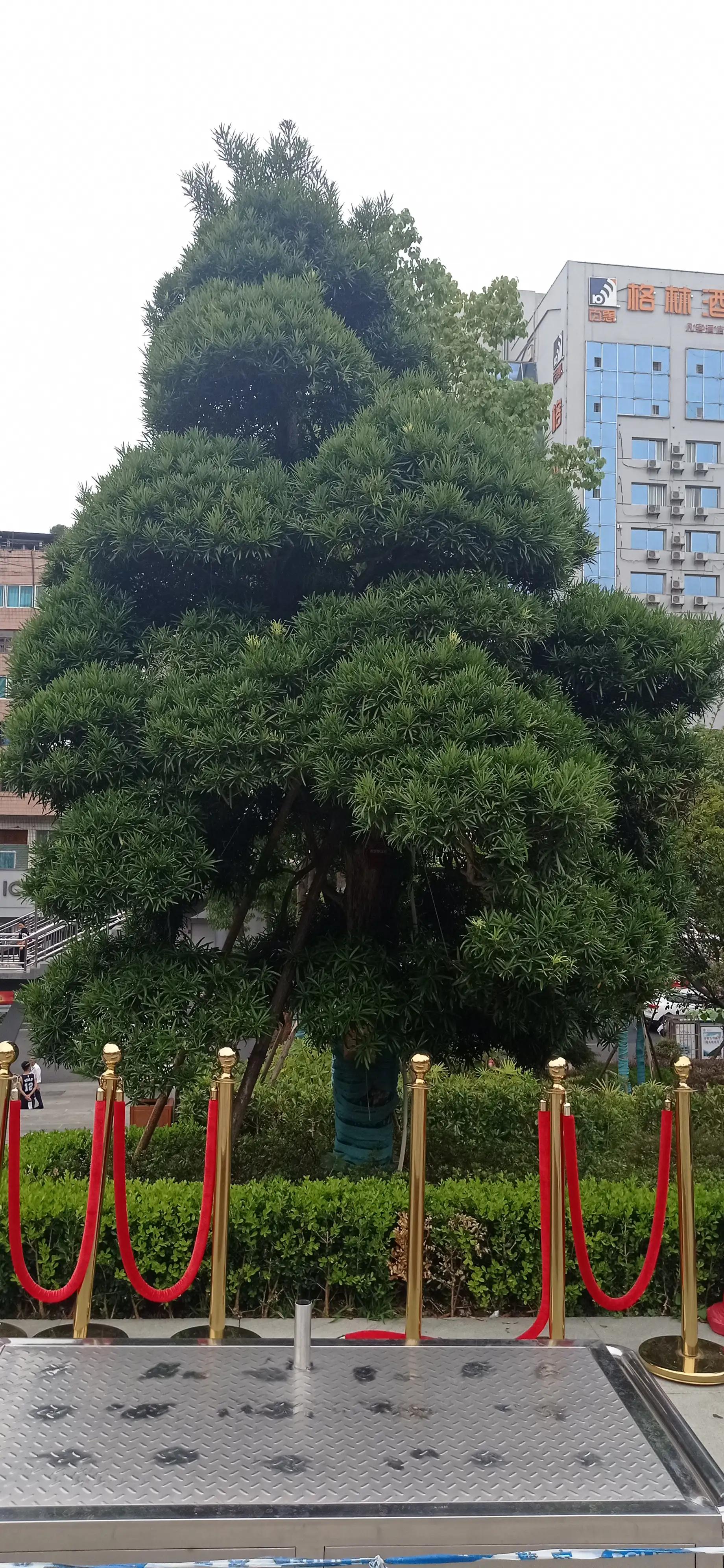 高血压急症治疗要点你了解吗？