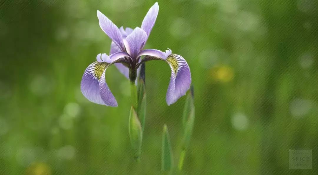 雪松味道有点呛鼻子,雪松味道好不好闻