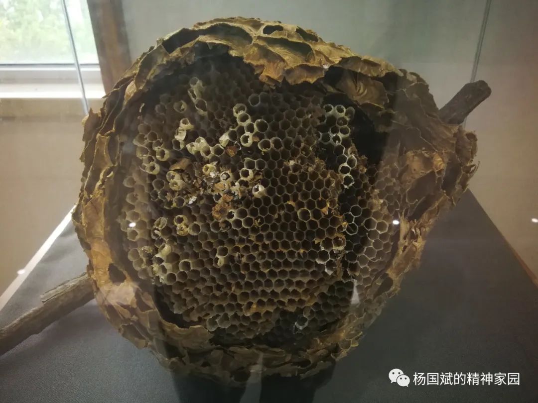 中不中歌词,中不中中的由来