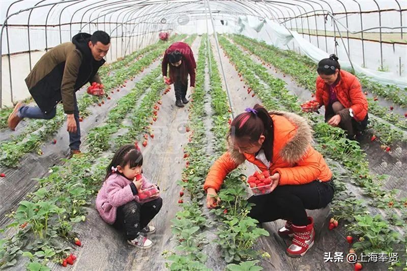 奉贤五一游玩打卡的地方,奉贤休闲度假游玩攻略