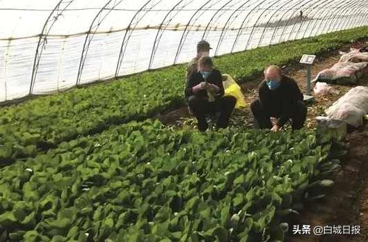 温室大棚促进农业增收,温室大棚农业产业