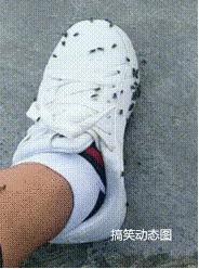 搞笑动图gif图片哪里下载,搞笑动图gif狗