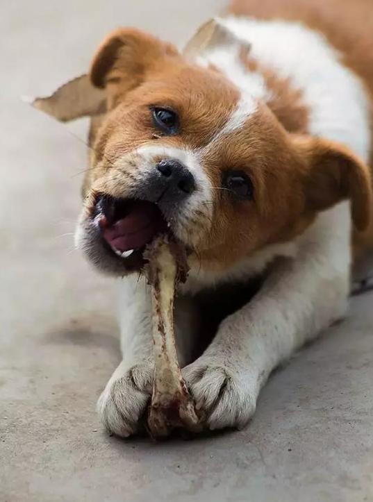 狗狗真的可以吃吗,吃骨头的狗狗