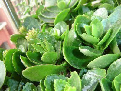 长寿花常见病害及治疗方法,长寿花病害及治疗方法