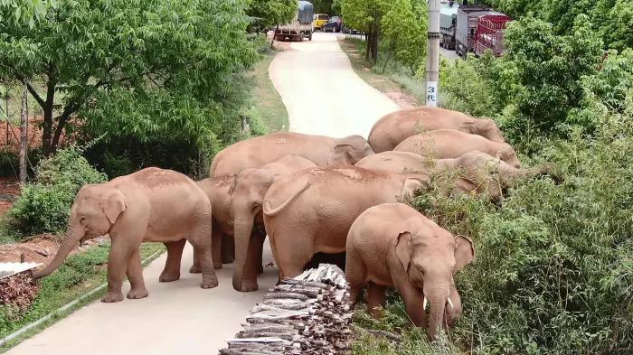 云南象萌翻全世界！外网追直播“吸大象”，夸中国护象措施太可爱