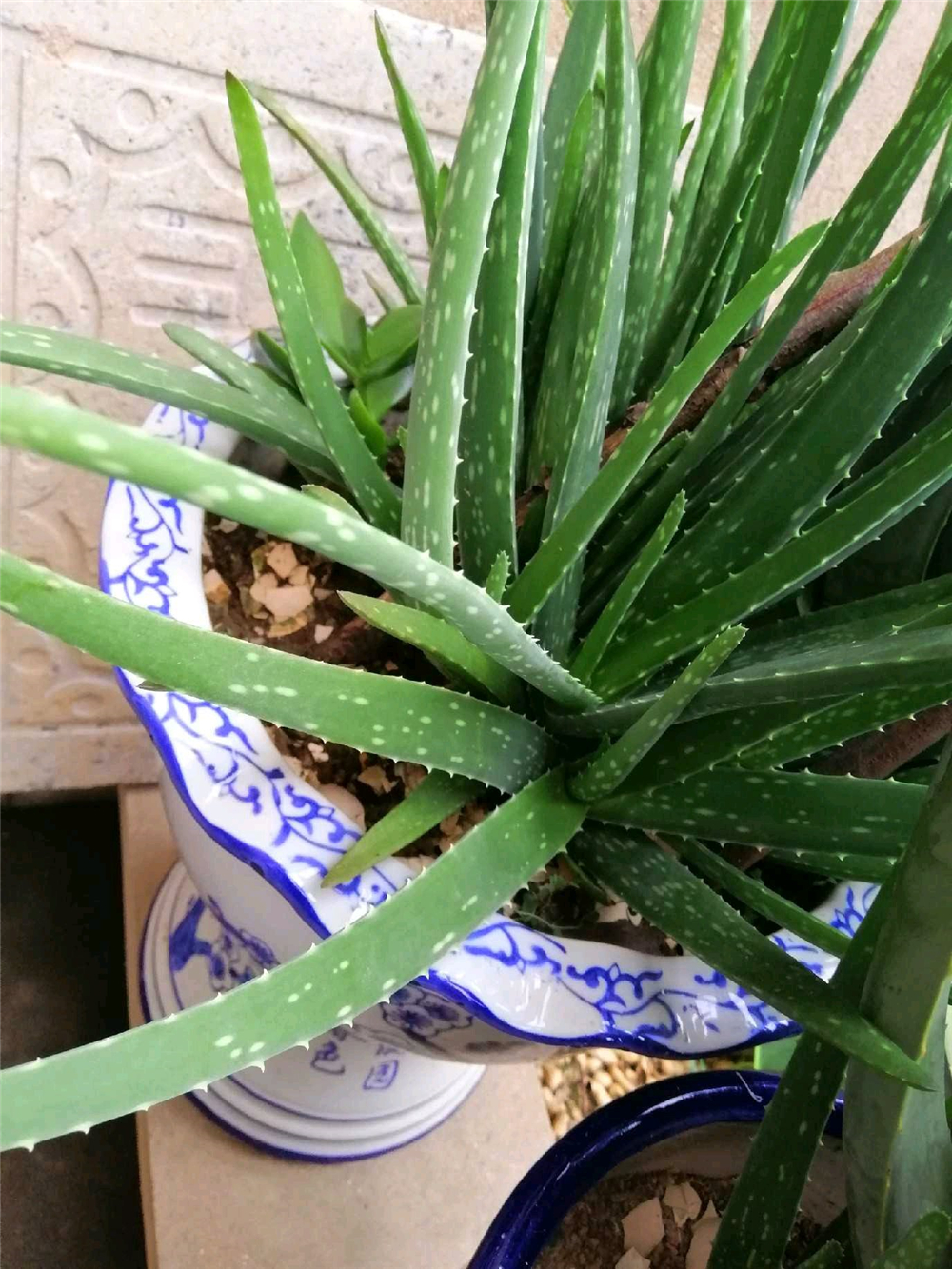 芦荟枯萎了怎么养活,芦荟叶片干瘪怎么施肥