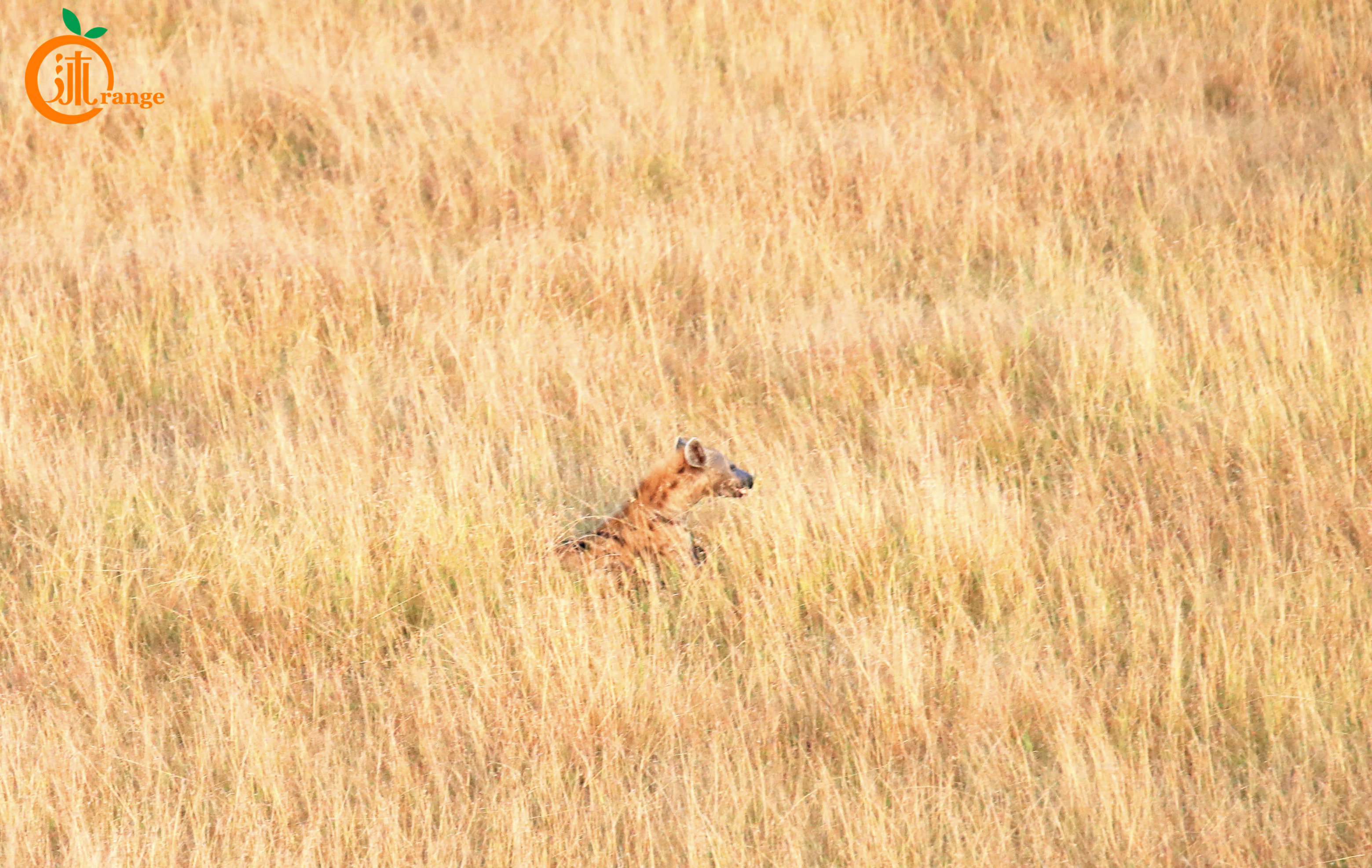世界上最贵热气球多少钱一个,世界上最贵的热气球多少块钱