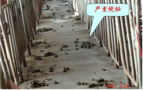 母猪产后便秘怎么办有什么土办法,母猪产前便秘不吃食输液