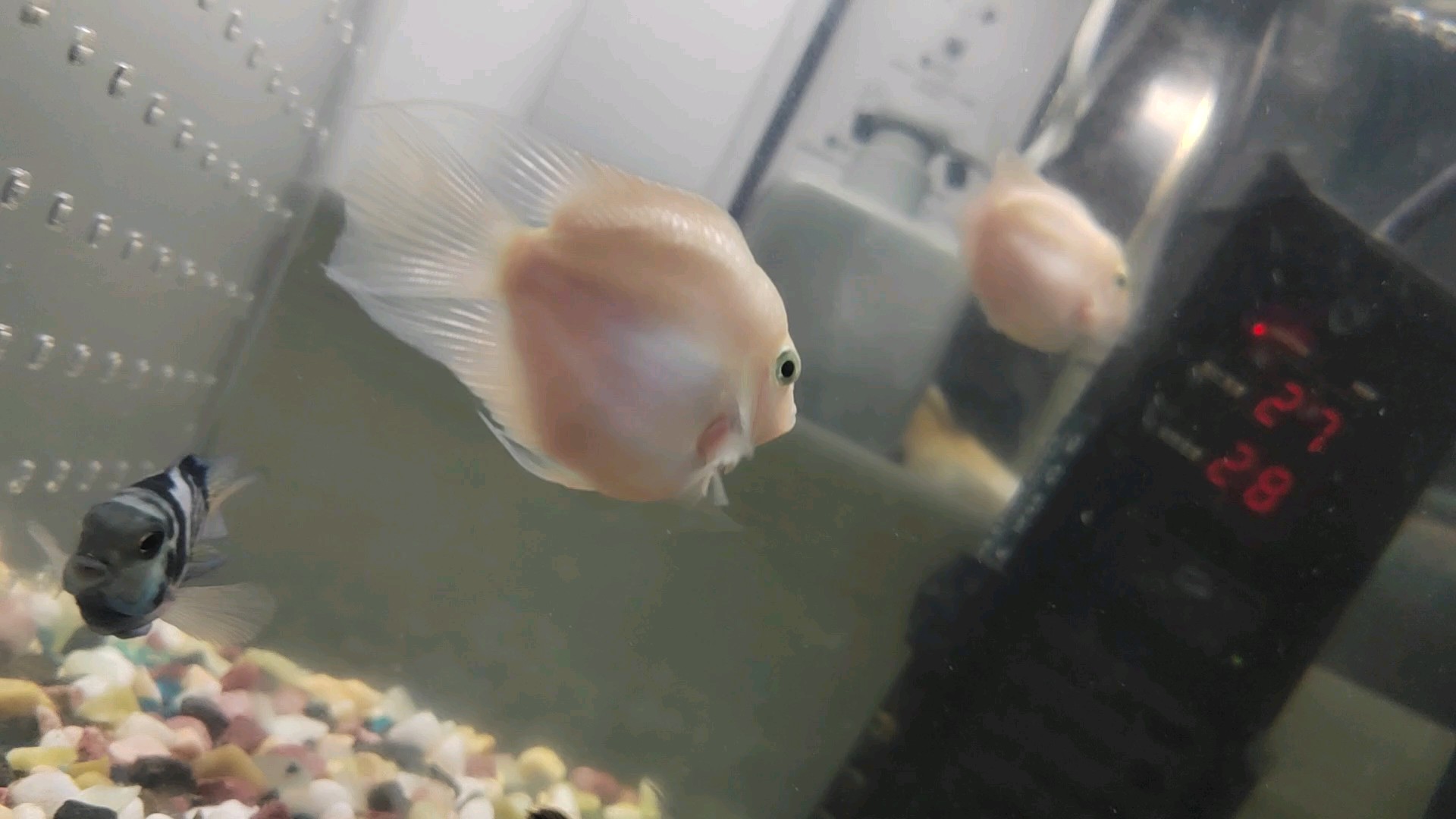 迷你鹦鹉鱼和中国斗鱼打架,迷你鹦鹉鱼打架什么样