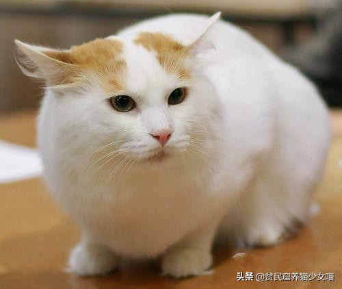土耳其国宝猫,活体小猫咪售卖