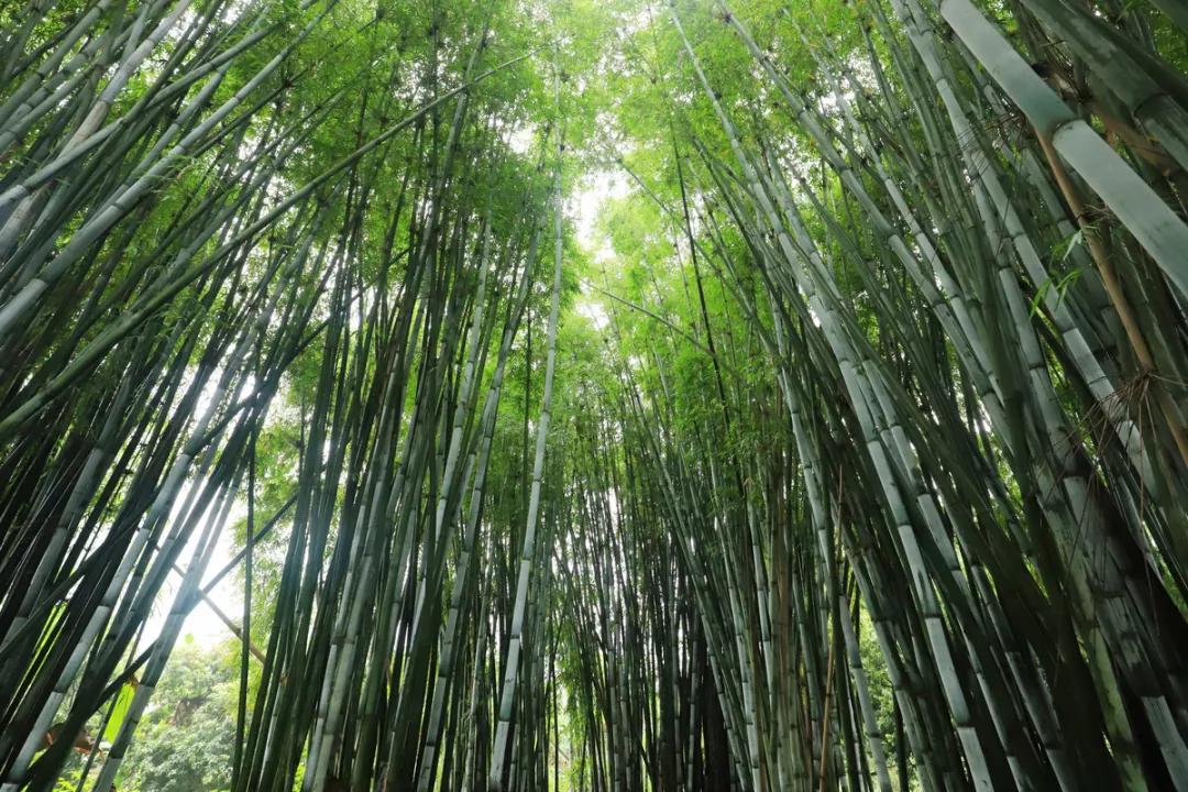 偷偷告诉你驴友们常去的从化小众特色小镇~比森林公园更美更好玩