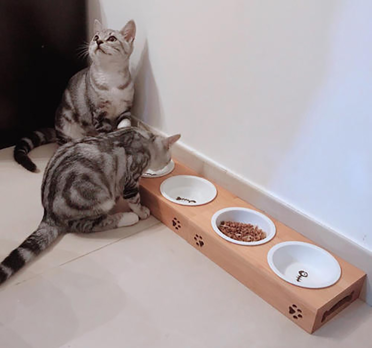 猫咪食欲不振挑食怎么办,猫咪食欲不振越来越瘦吃什么