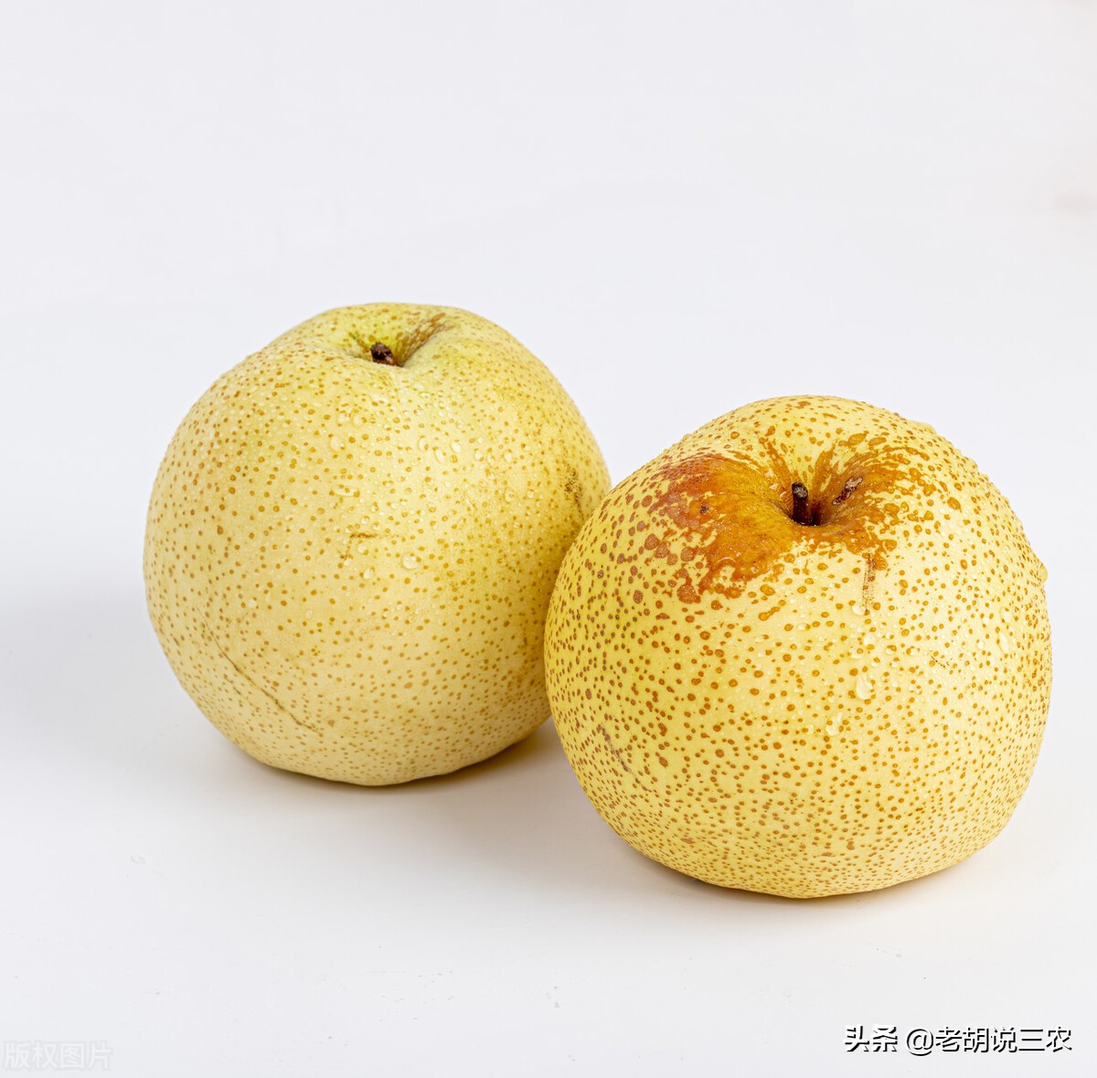 最便宜的砀山梨,砀山梨多少钱一斤