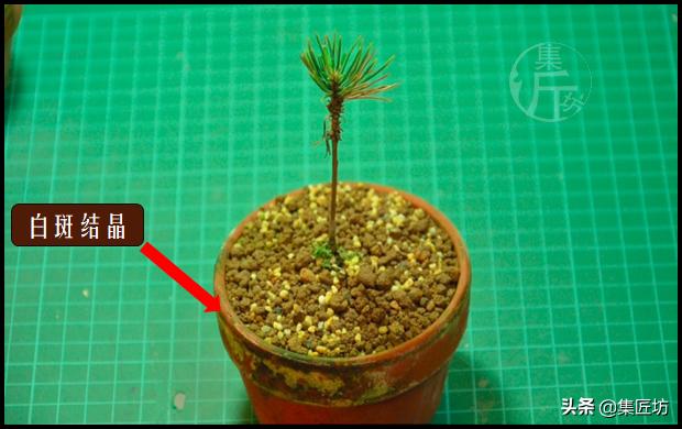 幼苗不好养？盆器很关键！以松类盆景为例，浅谈盆景幼苗养护技巧