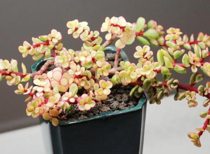 包菜多肉品种哪种最容易上色,什么多肉阳台养容易上色