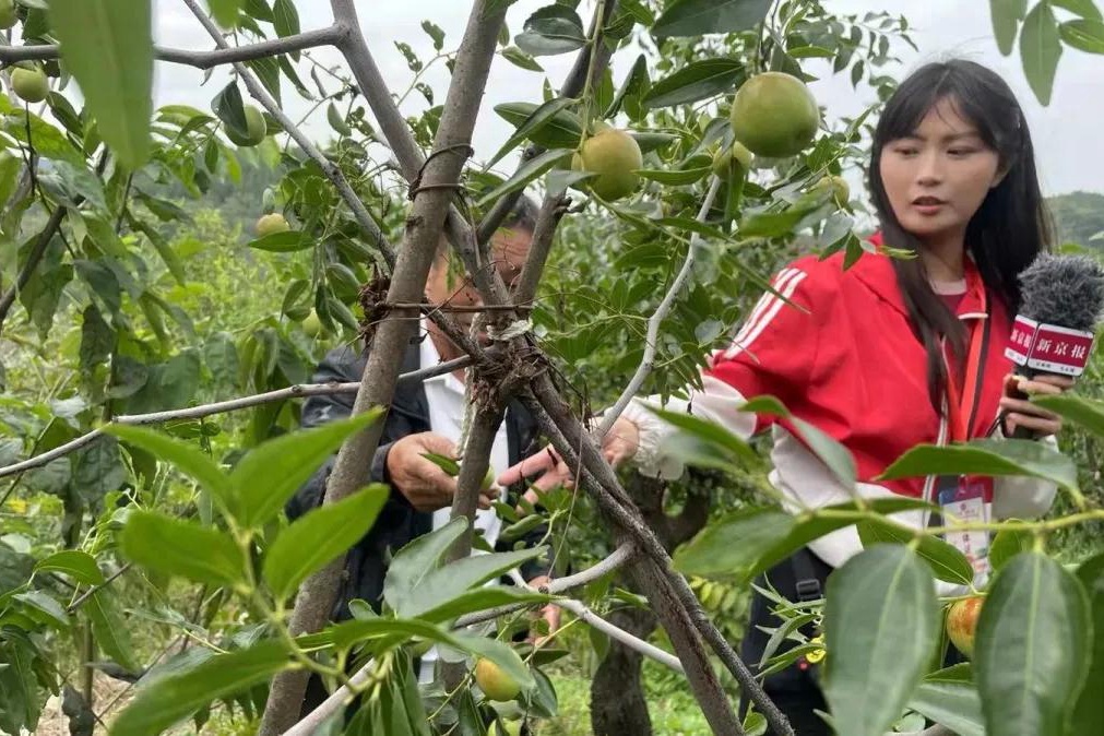 今年多雨水，枣子珍贵的很~京城这几家枣园留住了秋日的甜蜜