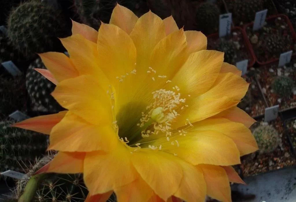 100种仙人球的品种视频,仙人球100种图片高清大图