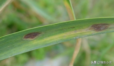 大蒜叶枯病图及防治方法,预防大蒜叶枯病多菌灵浸种可以吗