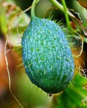 各种蔬菜水果祖先的样子,各种蔬菜祖先