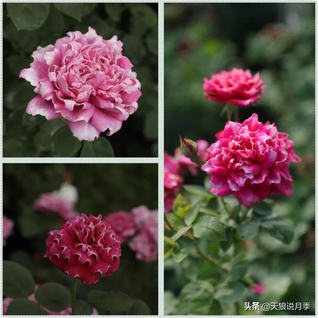 又一个十年,国产自育品种