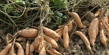 雪莲果种植方法和技术视频,山东雪莲果种植技术与日常管理