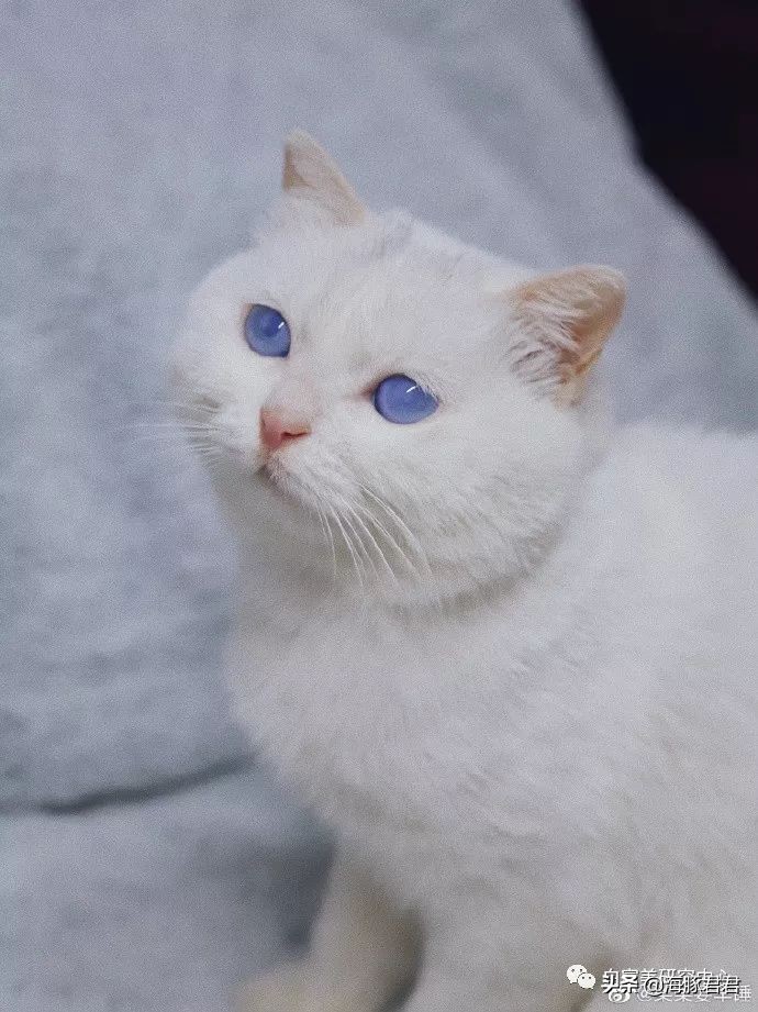 北京小公主靠吸猫血成百万大V,直播整容、大照骗、2年养死3只猫