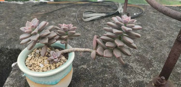 多肉不适合新手养,多肉入坑到什么程度好