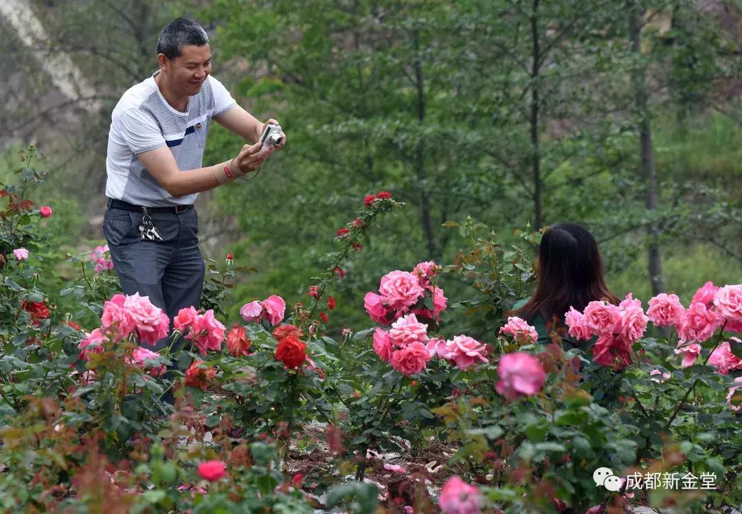 四川成都金堂旅游景点大全,金堂最火的打卡地