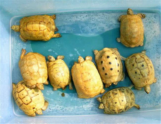 欧洲陆龟排酸吗,欧洲陆龟的图片