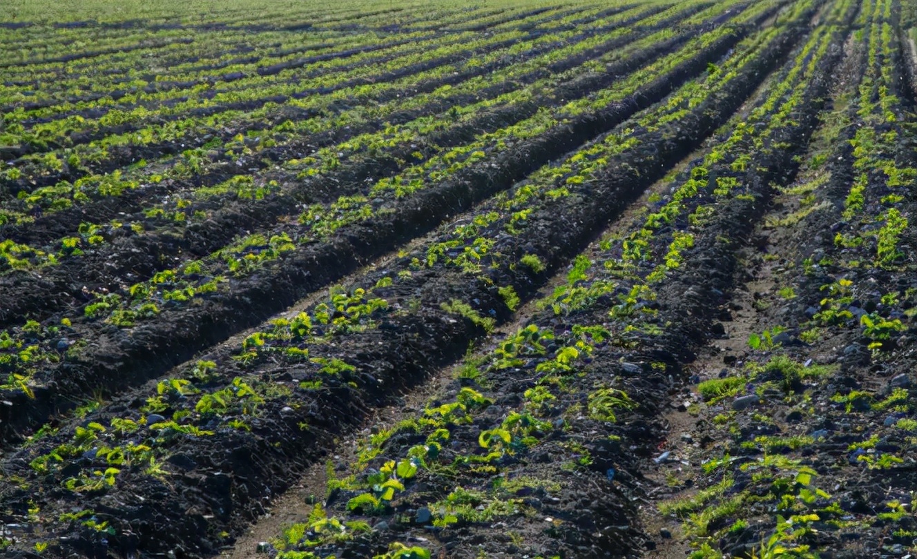大棚重茬根腐如何解决,克服重茬烂根