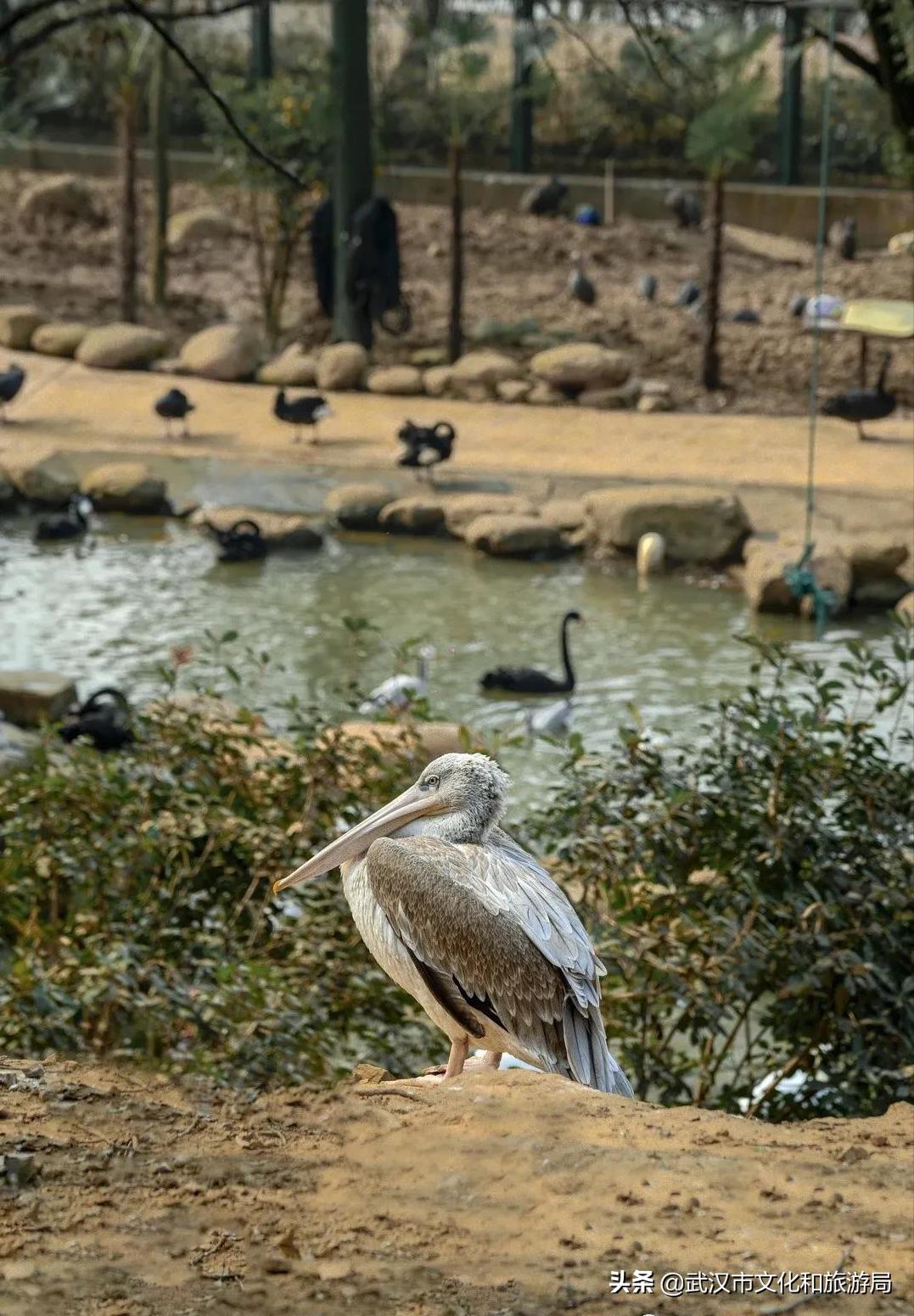 武汉野生动物王国营业时间,武汉野生动物王国有哪些园区