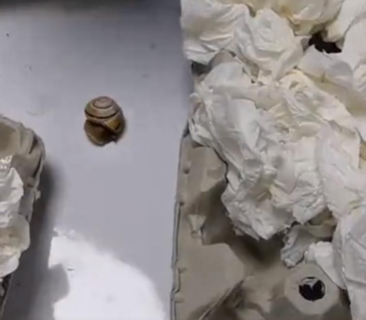 旅客携带439只甲虫入境被拦,海关查获活体蜗牛