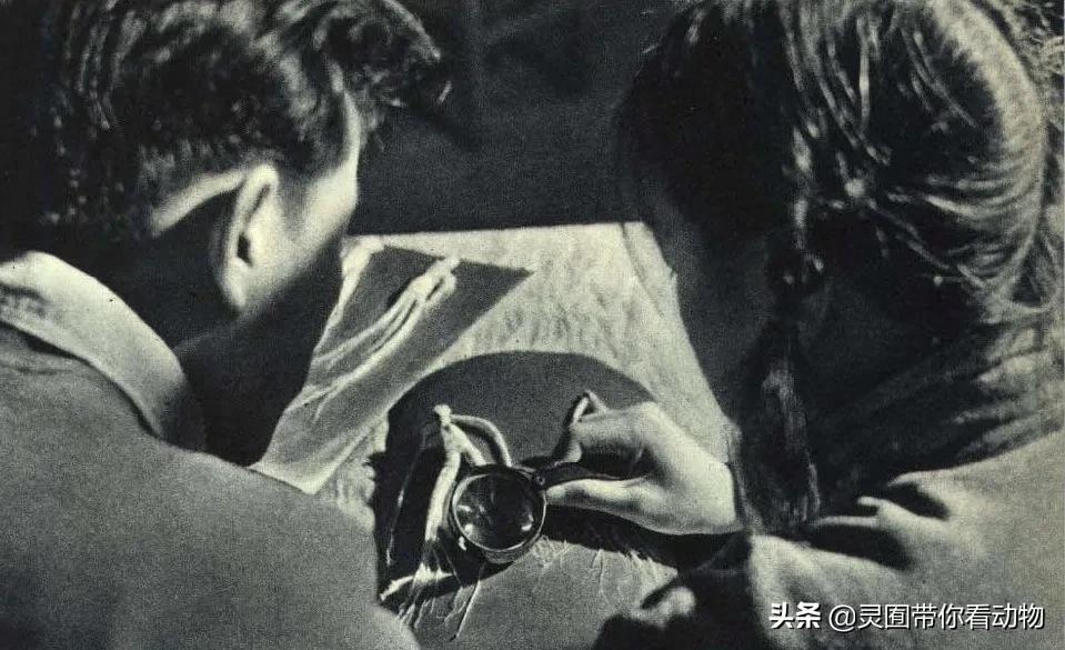 金日成爱吃的它，居然已经在国内绝迹？