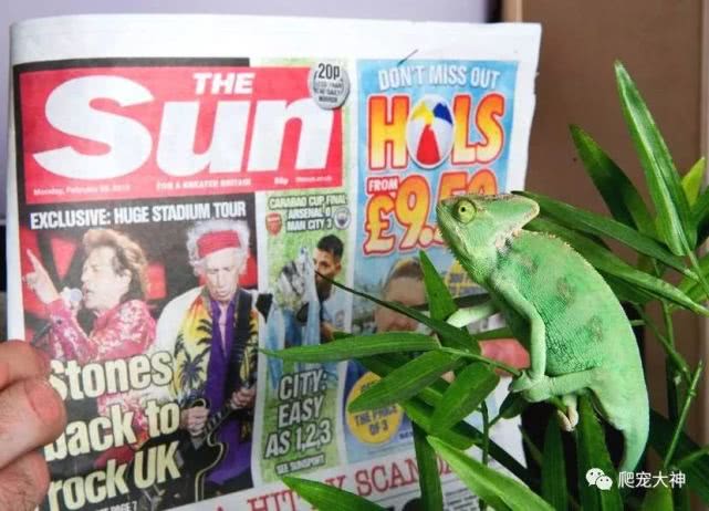 另类宠物饲养爬行动物,爬行宠物蜥蜴怎么养