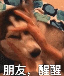 梅西发布会擦泪纸巾拍卖100万,梅西擦眼泪纸巾拍卖价格